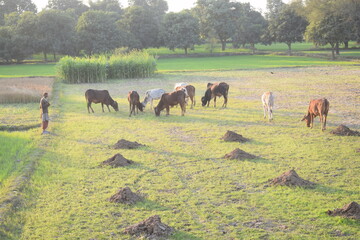 Animals in the field