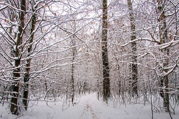 Fototapeta premium Winter forest with beautiful view.Falling snow.White Christmas in Bucharest