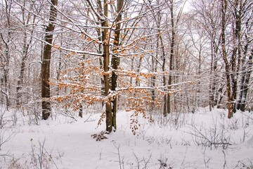 Winter forest with beautiful view.Falling snow.White Christmas in Bucharest