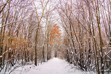 Winter forest with beautiful view.Falling snow.White Christmas in Bucharest