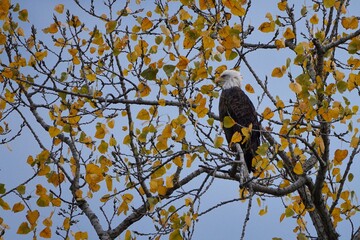 Bald eagle sitting in a tree in the fall. Beautiful eagle with fall colors against a grey sky. Majestic bird