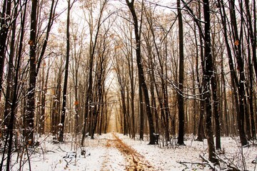 Winter forest with beautiful view.Falling snow.White Christmas in Bucharest