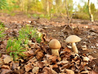 Group of the edible brown cap boletus among the grass and moss in autumn forest. Awesome fungus Aspen Mushroom against the background of green vegetation in of sunbeams. Birch bolete
