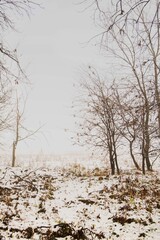 Winter forest with beautiful view.Falling snow.White Christmas in Bucharest