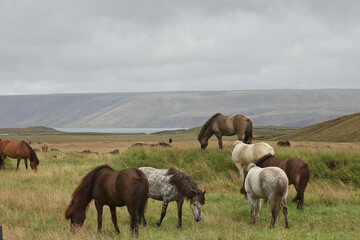 Icelandic horse in the field of scenic nature landscape of Iceland. The Icelandic horse is a breed...