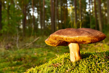 Porcini Cep White Mushroom King (Boletus Pinophilus) Mycelium grow in moss in a forest. Big bolete mushrooms in wildlife in of sunbeams. Mushrooming harvesting season. Herbal  and healthcare concept