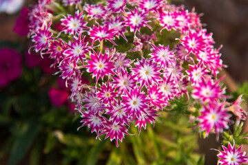 Beautiful pink and purple flowers with use of selective focus.