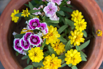 Close up of purple and yellow flowers with use of selective focus.