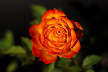 Yellow orange red rose Flower blossom pair with green leaves on black background. Valentine day concept.