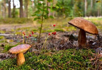 Porcini Cep White Mushroom King (Boletus Pinophilus) Mycelium grow in moss in a forest. Big bolete mushrooms in wildlife in of sunbeams. Mushrooming harvesting season. Herbal  and healthcare concept