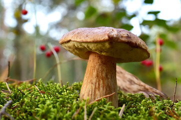 Porcini Cep White Mushroom King (Boletus Pinophilus) Mycelium grow in moss in a forest. Big bolete mushrooms in wildlife in of sunbeams. Mushrooming harvesting season. Herbal  and healthcare concept