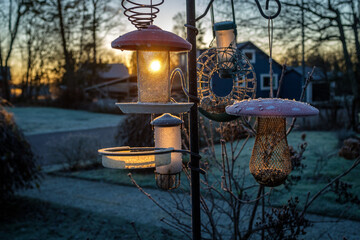 the birds are not yet up, when the beautiful sunrise that shines on the birds dining table