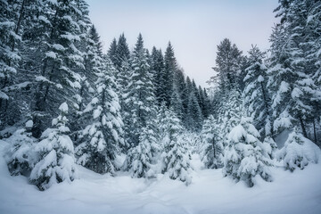 snow covered trees. young pines in the early morning are covered with fluffy snow, snowy hilly ground and grass, silence and harmony in nature