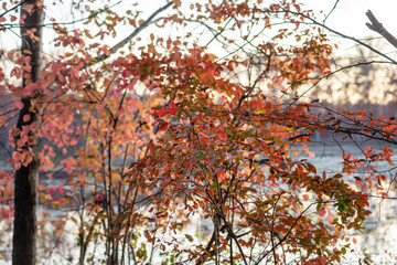 Blackgum tree with autumn foliage beside a lake at sunset
