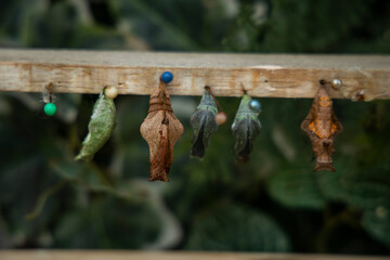 Selection of different chrysalis and cocoons of insects and butterflies attached on a wooden beam