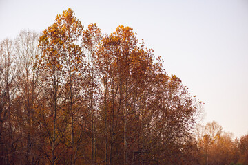 A line of trees in late afternoon Autumn light