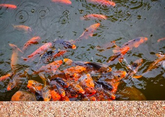 japanese koi fish in pond