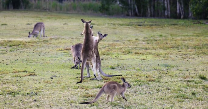 Boxing Wild Kangaroos and joeys on open grass land in Gold Coast, Queensland, Australia