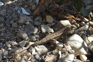 Western fence lizard camouflaged by the debris that washed up on the shores of Lopez Lake, in the Los Padres National Forest, San Luis Obispo County, California. 