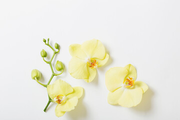 Naklejka premium yellow orchids flowers on white background