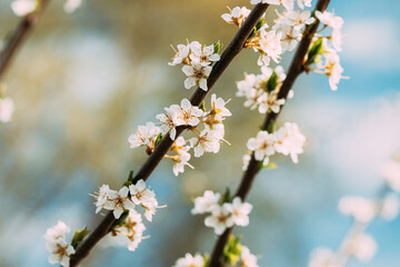 White Young Spring Flowers Of Prunus subg. Cerasus Growing In Branch Of Tree.