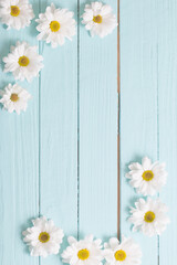 Obraz premium white chrysanthemum on blue wooden background