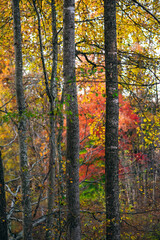 A group of trees in the woods in autumn