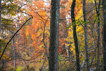 A group of trees in the woods in autumn