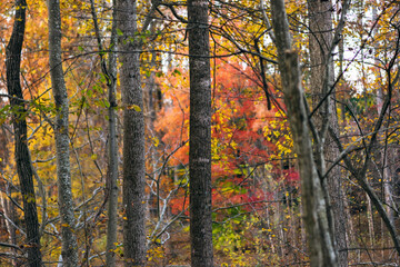 A group of trees in the woods in autumn