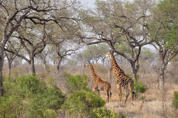 Fototapeta premium Male and female giraffe (Giraffa camelopardalis) in the African bush their natural habitat, Kruger National Park, South Africa