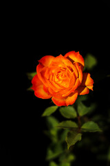 Yellow orange red rose Flower blossom pair with green leaves on black background. valentine day concept, selective focus.