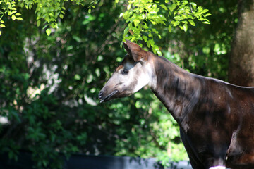Okapi