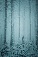 Fototapeta na wymiar White frozen dark winter pine forest with a mysterious mood and snow nature landscape. Cold nature winter day. Harz Mountain, Harz National Park, Torfhaus, Germany
