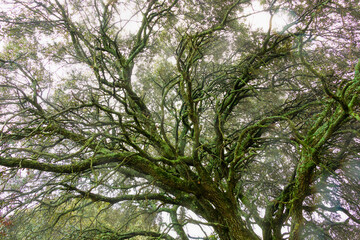 Beautiful tree branches with moss and fog. Tree branches on a winter day