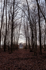 Fototapeta premium Trail in undergrowth in winter in Alsace, France. View of the forest in backlight, a path covered with dead leaves leads to the misty countryside.