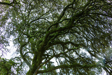 Beautiful tree branches with moss and fog. Tree branches on a winter day