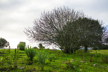 Beautiful tree in a cloudy winter day