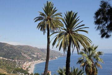 Fototapeta na wymiar tall palm trees on a hill, in the background the sea and the bay with the coast and beaches, houses by the sea, Sicily