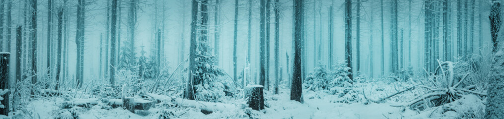 Beautiful frozen mountain nature with moody foggy vibes and frozen pine trees. Dramatic contrast of...