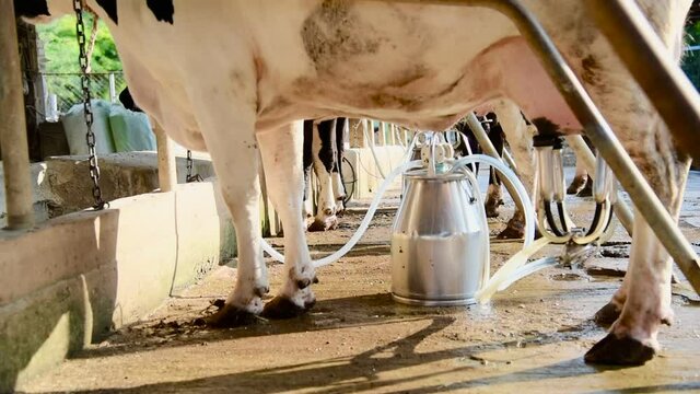 Cow discovers the meaning of being on a cow farm, animal husbandry in farm, row of cows being milked with milking machine, Cattle grazing in a field.