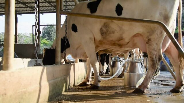 Cow discovers the meaning of being on a cow farm, animal husbandry in farm, row of cows being milked with milking machine, Cattle grazing in a field.