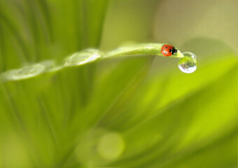 Coccinelle sur fond nature au printemps 
