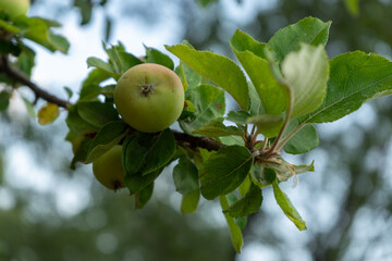 apples on tree