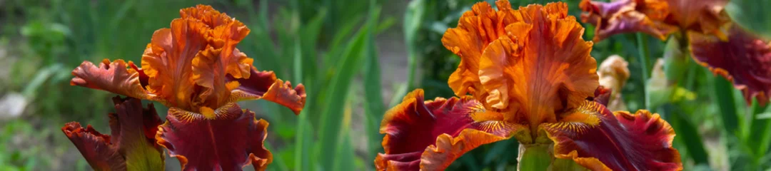Schilderijen op glas Beautiful orange iris flowers grow in the garden. © lms_lms