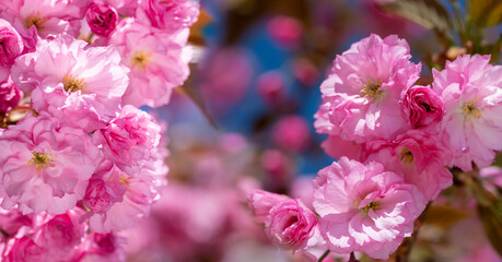  Cover springtime  background  with pink blossom.