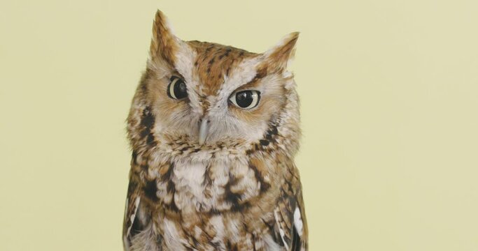 Brown screech owl on a yellow background