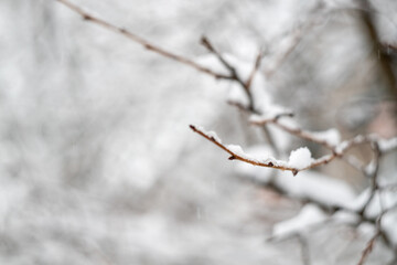 A tree branch in the snow as a textured background. Snowy nature. Winter background.Beautiful atmospheric abstract postcard with copy space