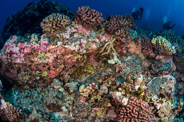 A star fish on the reef