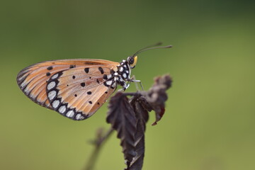 Fototapeta na wymiar butterfly on a dry leaf twig