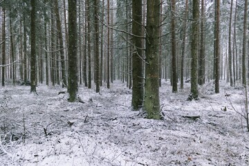 In the middle of a conifer forest covered with the first snow.